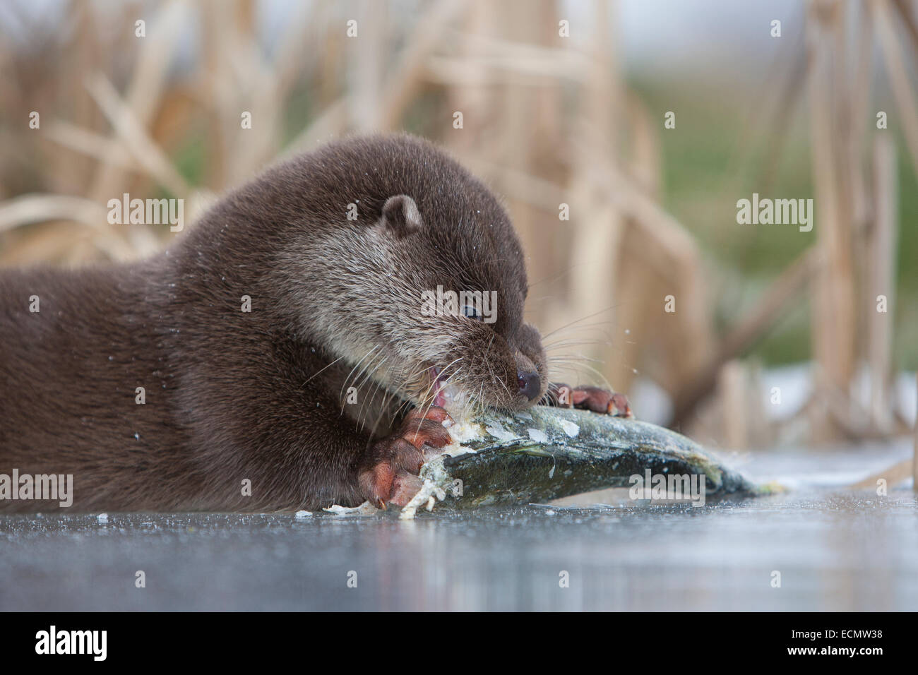 Fischotter, europäischer Fischotter mit Beute, Beute Tier, Europäischer Fischotter Mit Beute, Otter, Lutra Lutra, Loutre Gemeinde Stockfoto