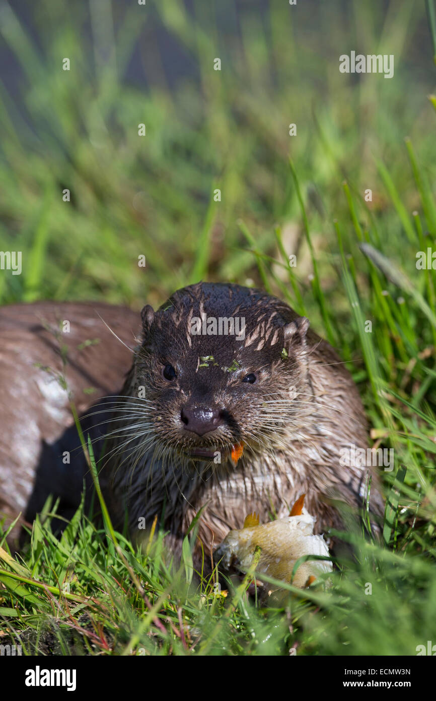Fischotter, europäischer Fischotter mit Beute, Beute Tier, Europäischer Fischotter Mit Beute, Otter, Lutra Lutra, Loutre Gemeinde Stockfoto