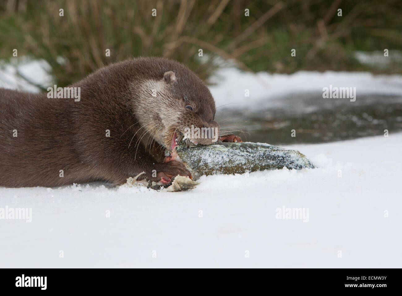 Fischotter, europäischer Fischotter mit Beute, Beute Tier, Europäischer Fischotter Mit Beute, Otter, Lutra Lutra, Loutre Gemeinde Stockfoto