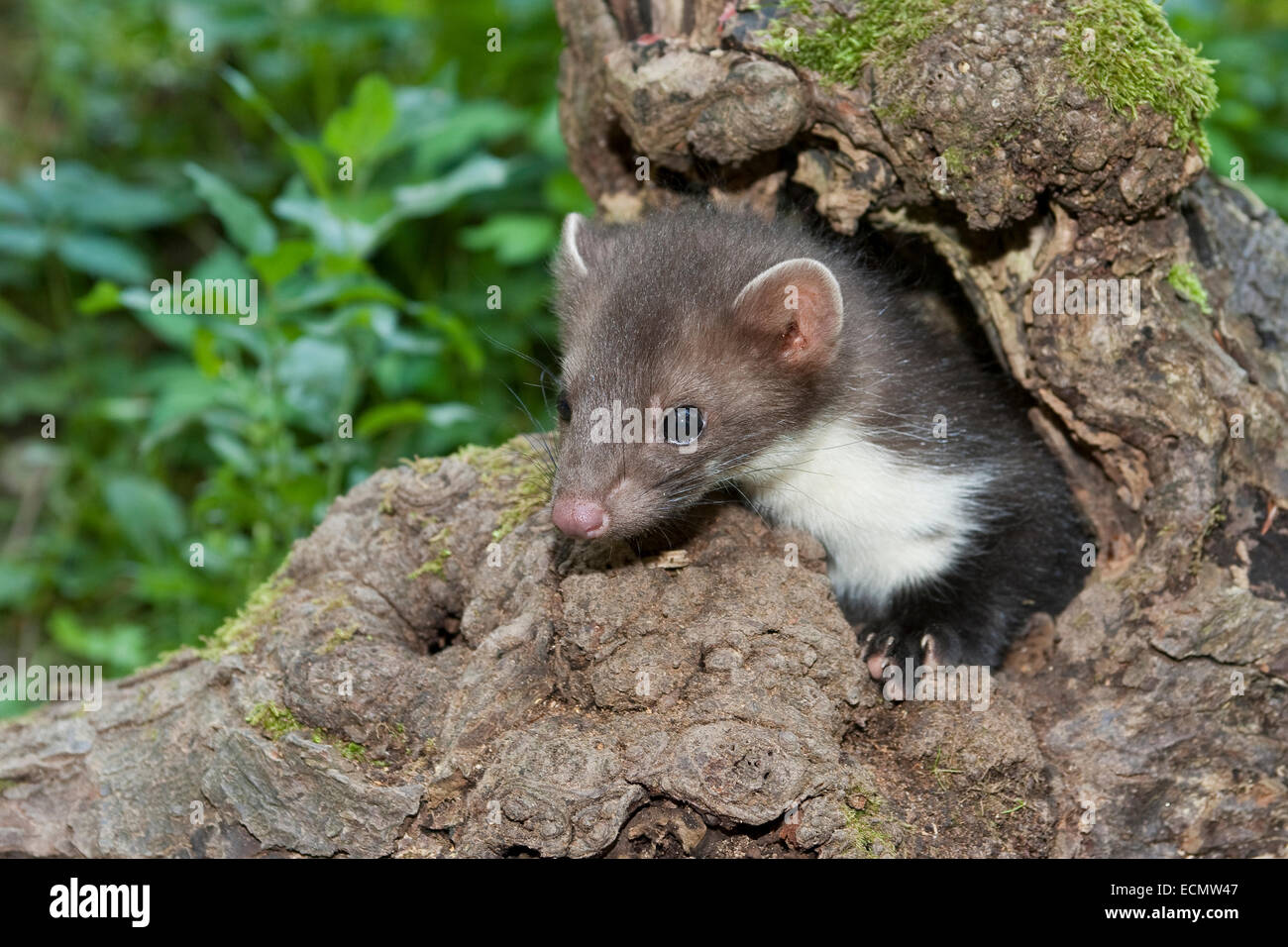 Steinmarder, Steinmarder, Pup, Steinmarder, Stein-Marder, Marder, Baumhöhle, Jungtier, Martes Foina, Fouine, Martre, Marte Stockfoto