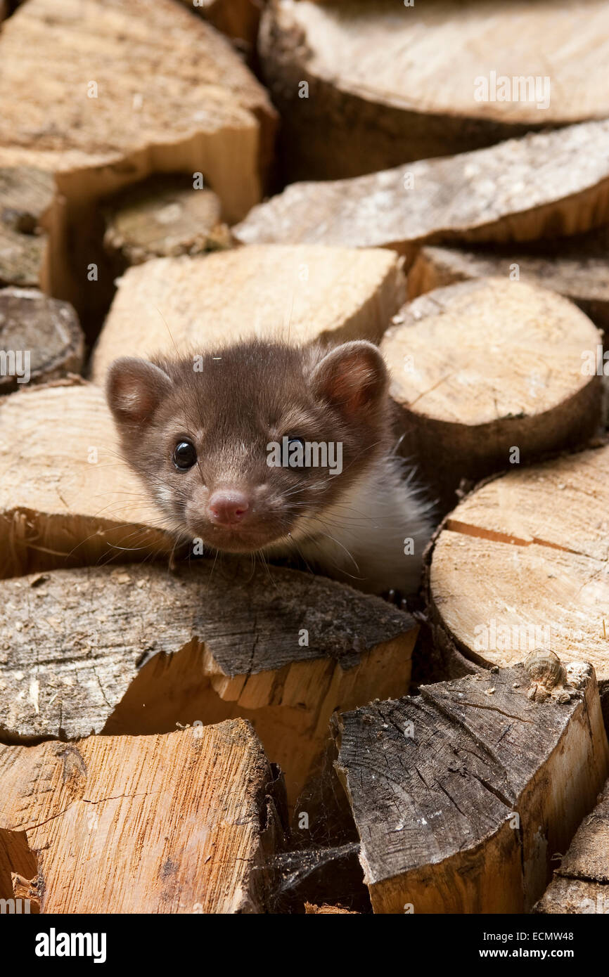 Steinmarder, Steinmarder, Pup, Steinmarder, Stein-Marder, Marder, Holzstapel, Jungtier, Martes Foina, Fouine, Martre, Marte Stockfoto