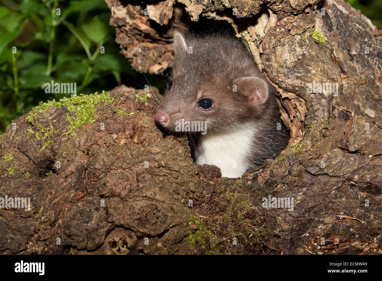 Steinmarder, Steinmarder, Pup, Steinmarder, Stein-Marder, Marder, Baumhöhle, Jungtier, Martes Foina, Fouine, Martre, Marte Stockfoto