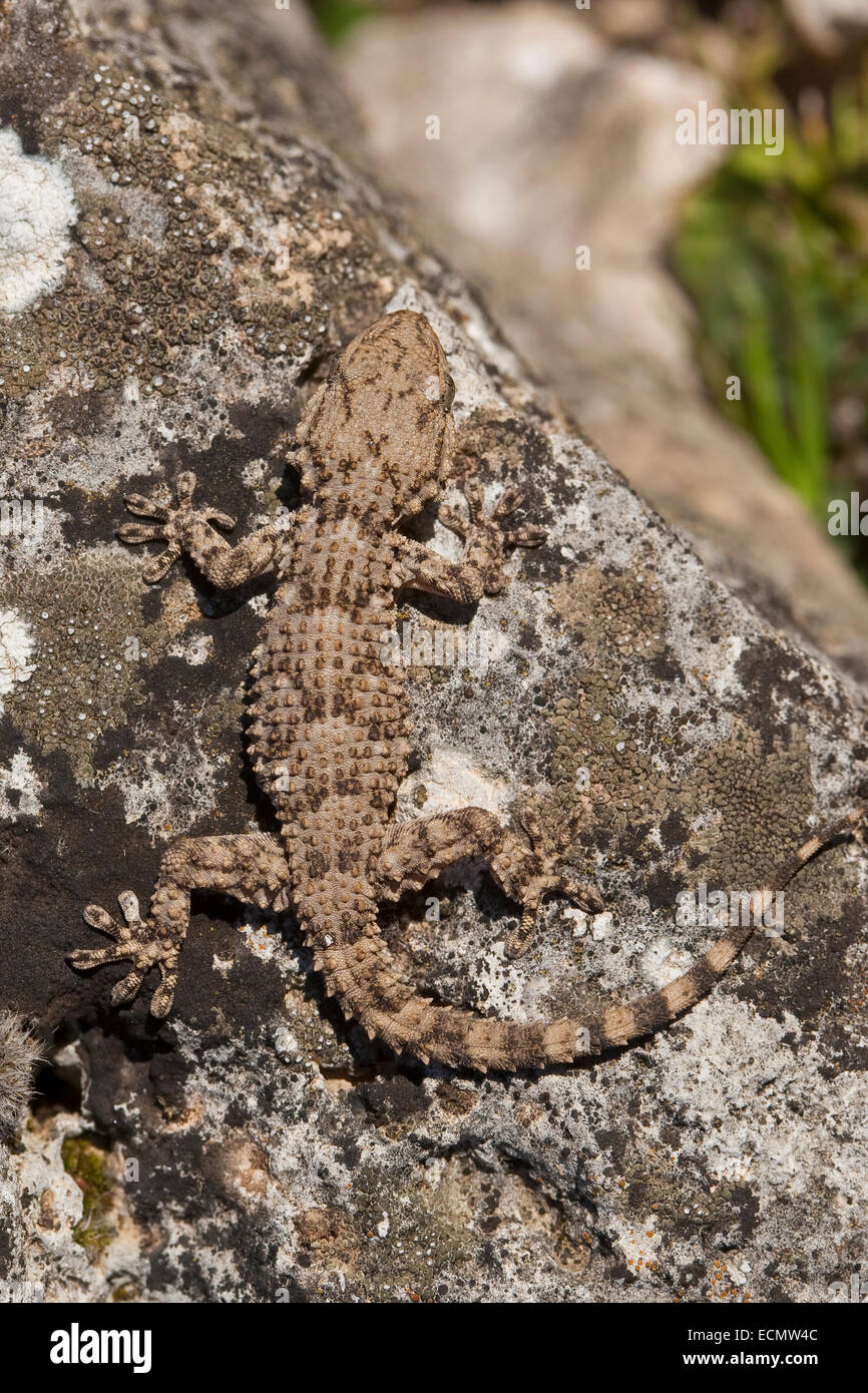 Maurische Wand Gecko, Krokodil Gecko, europäische gemeinsame Gecko, Mauergecko, Mauer-Gecko, Gecko, Hausgecko, Tarentola mauritanica Stockfoto