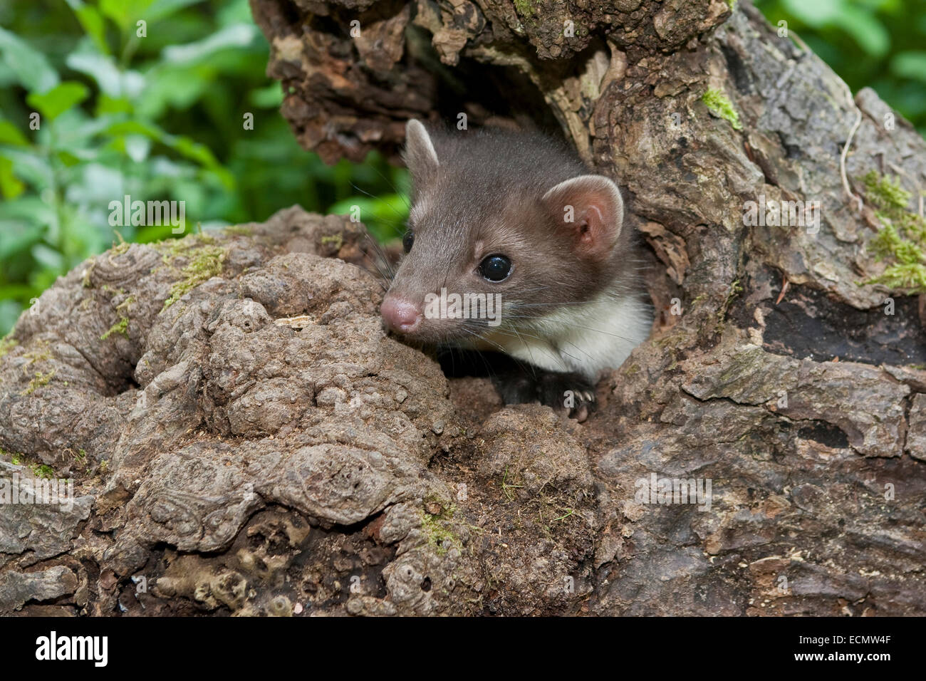 Steinmarder, Steinmarder, Pup, Steinmarder, Stein-Marder, Marder, Baumhöhle, Jungtier, Martes Foina, Fouine, Martre, Marte Stockfoto