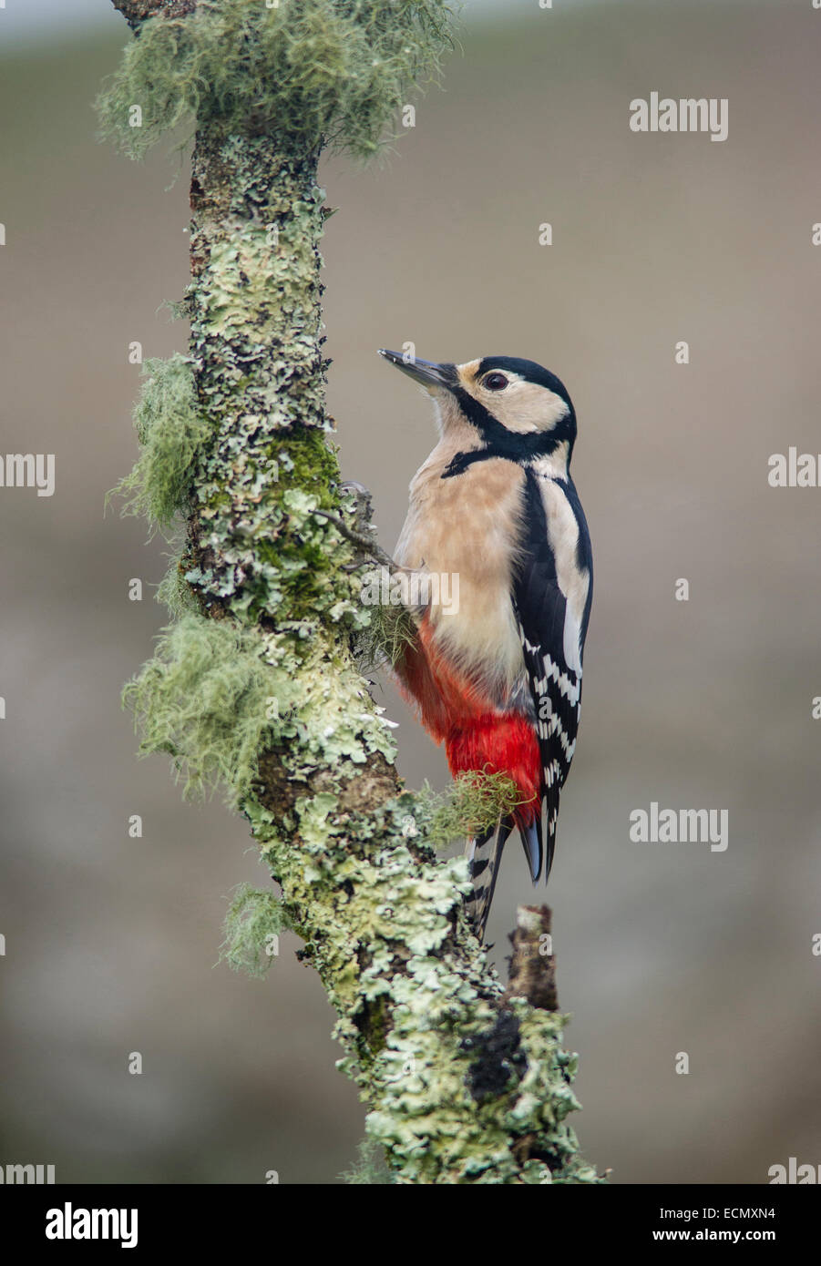 Buntspecht - Dendrocopos großen. Auf eine Flechte bedeckt branch Stockfoto