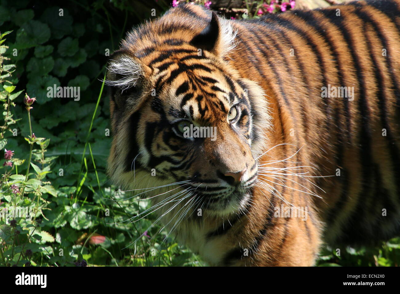 Sumatra-Tiger (Panthera Tigris Sumatrae) mit furchterregenden Augen, intensiv Stockfoto
