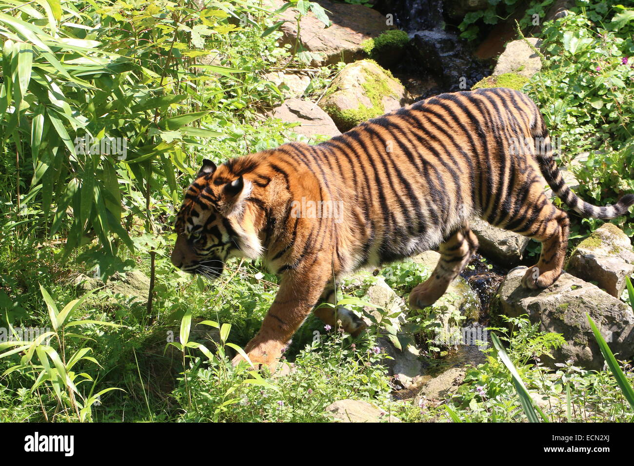 Sumatra-Tiger (Panthera Tigris Sumatrae) zu Fuß durch eine üppig grüne Landschaft Stockfoto