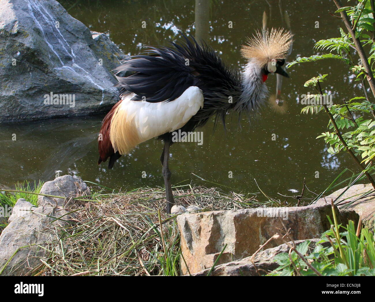 Grey gekrönter Kran (Balearica Regulorum) mit Eiern auf dem nest Stockfoto