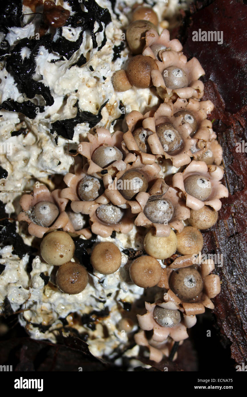 Erde-Sterne Pilze Geastrum sp. Im Cockscomb Basin Wildlife Preserve, Belize Stockfoto