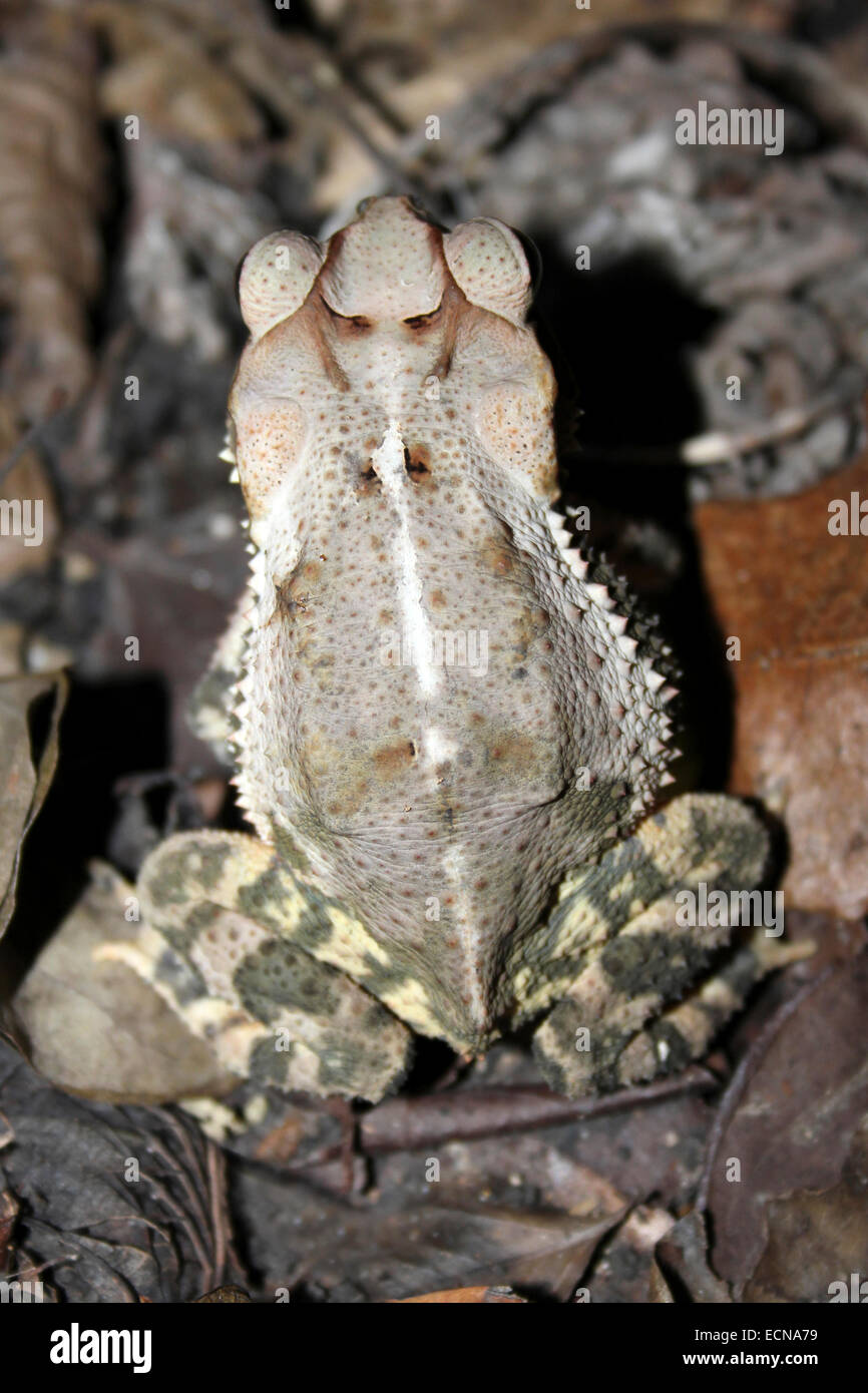 Gulf Coast Toad Incilius valliceps Stockfoto