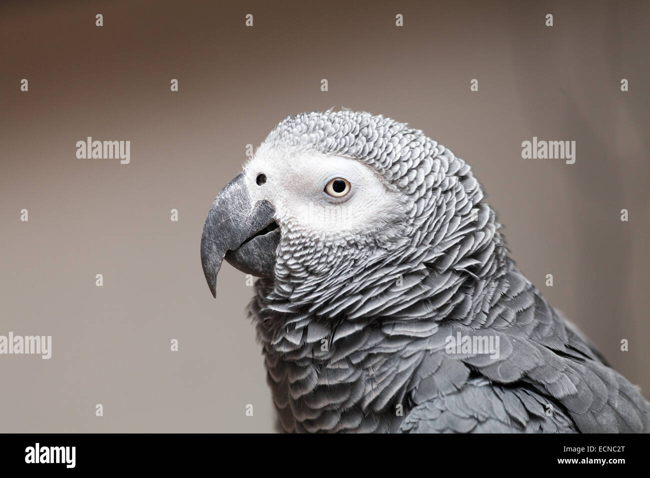 Seite Profil Schuss in den Kopf der ein afrikanisches Grau-Papagei, sie sind gesprächig Vogel oft als Haustiere gehalten und hervorragende Mimik. Stockfoto