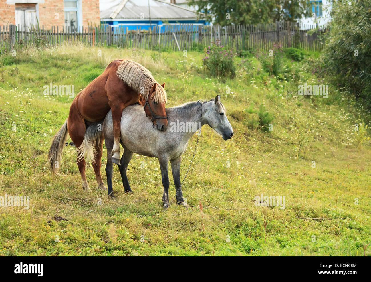 Kupplung-Pferde. Stockfoto