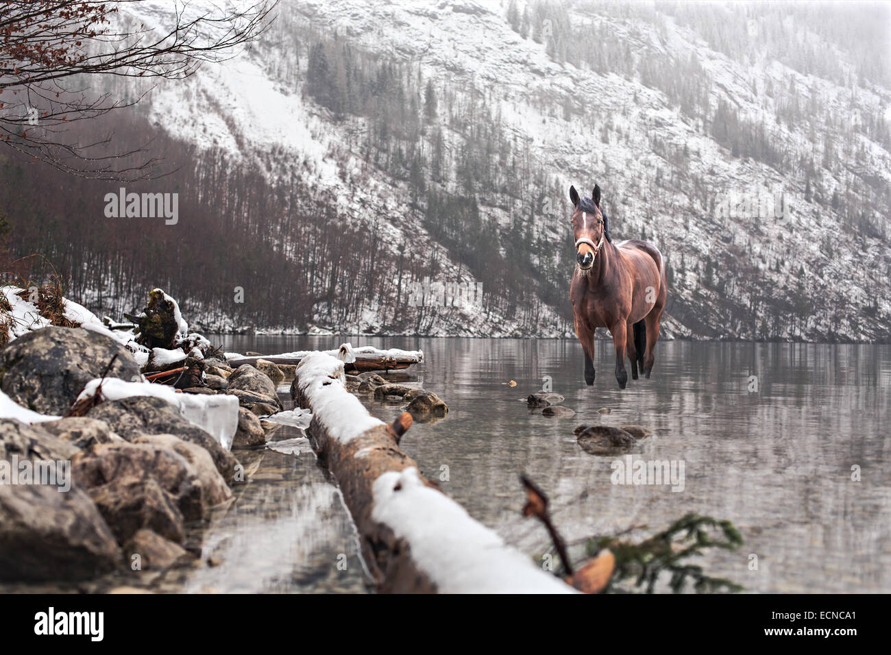 Porträt eines Pferdes im Wasser eines Sees Stockfoto