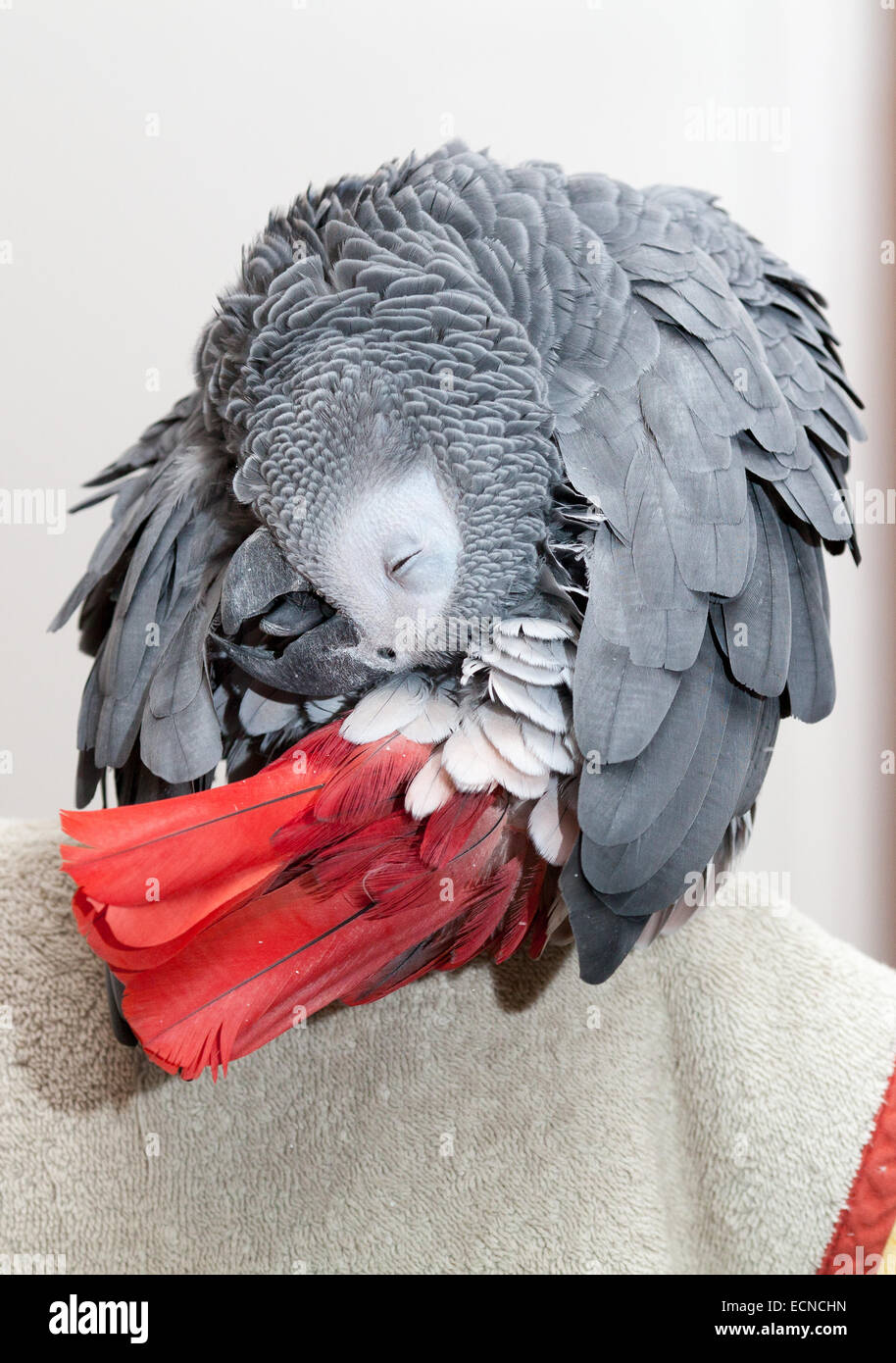 Afrikanische Grau-Papagei durch das Sammeln von Pulver aus der Drüse über rote Schwanze putzen.  Im Hochformat aufgenommen. Stockfoto