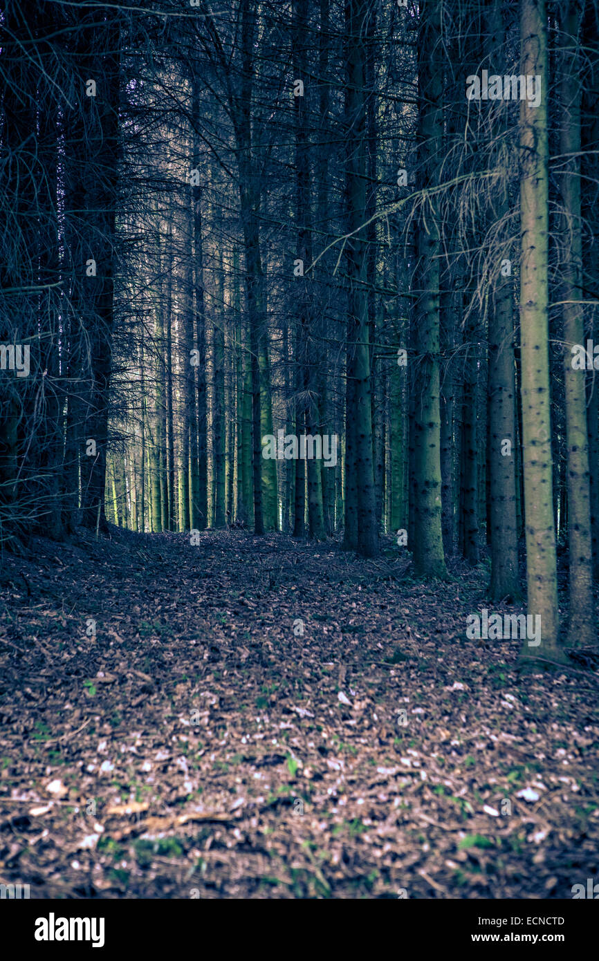 Ein Weg in den immergrünen Wald in Deutschland Stockfoto