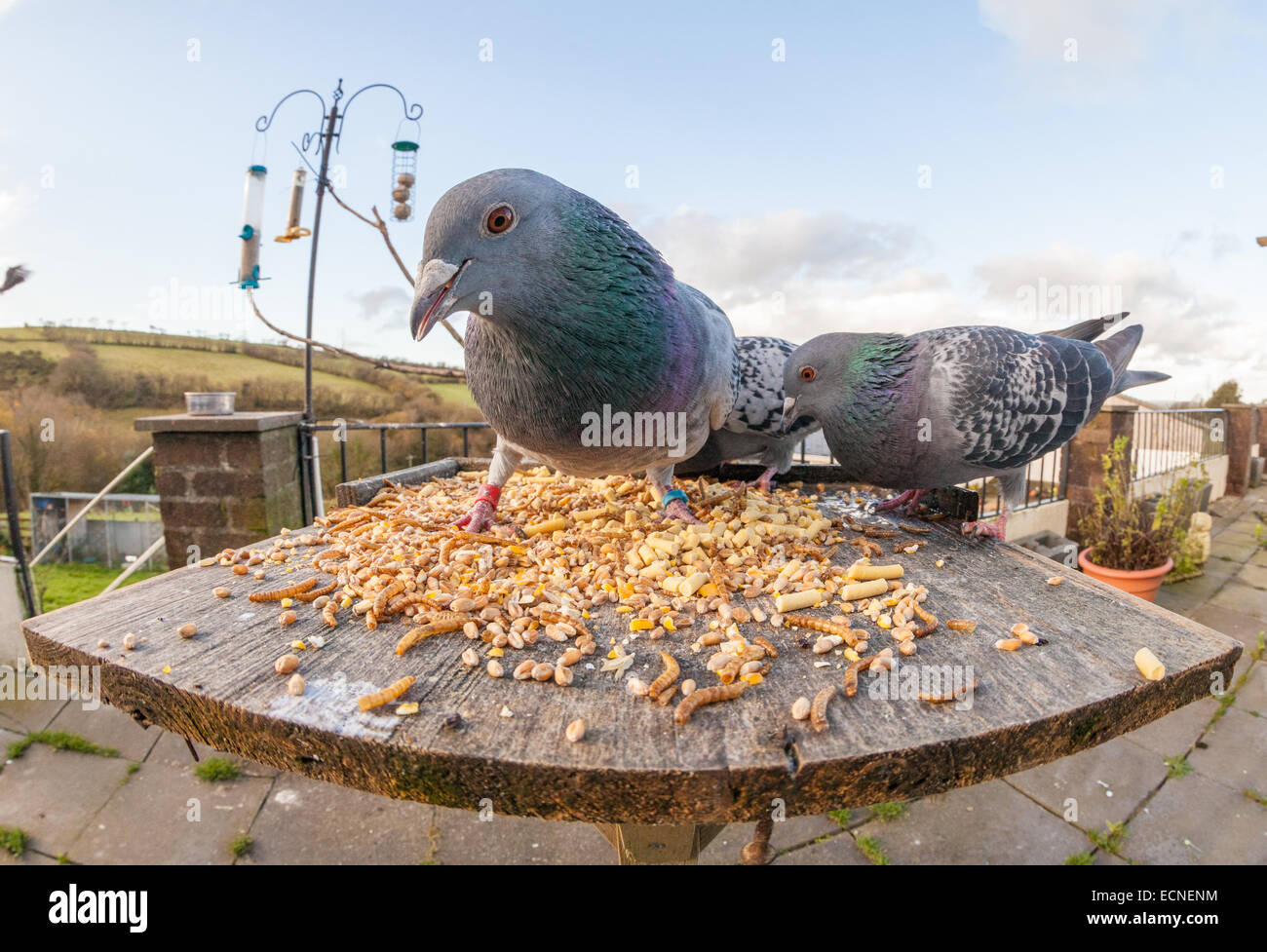 Fisheye Aufnahme von Tauben Essen auf einem Vogel Tisch essen Mais. Man hat Ringe an den Beinen. Stockfoto
