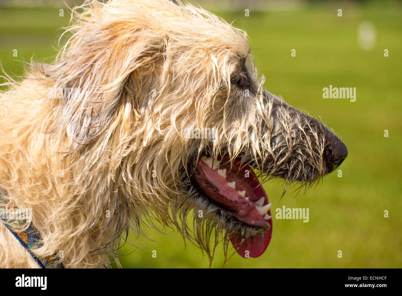 Hunde spielen in einem überschwemmten, nassen Rasen Hundepark Stockfoto