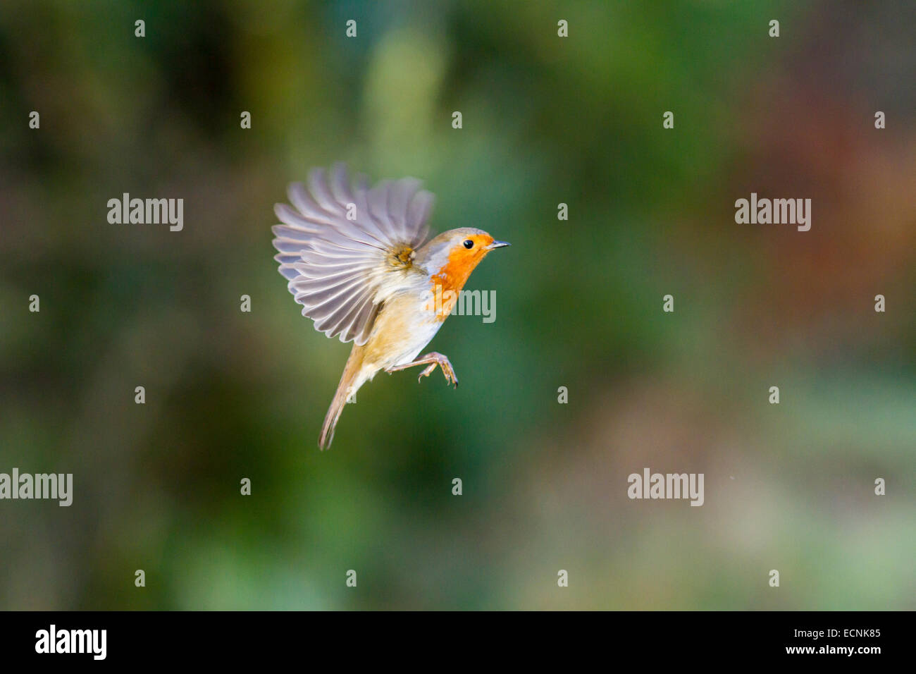 Fliegende schwebenden Robin mit Flügeln, einem natürlichen Hintergrund. Stockfoto