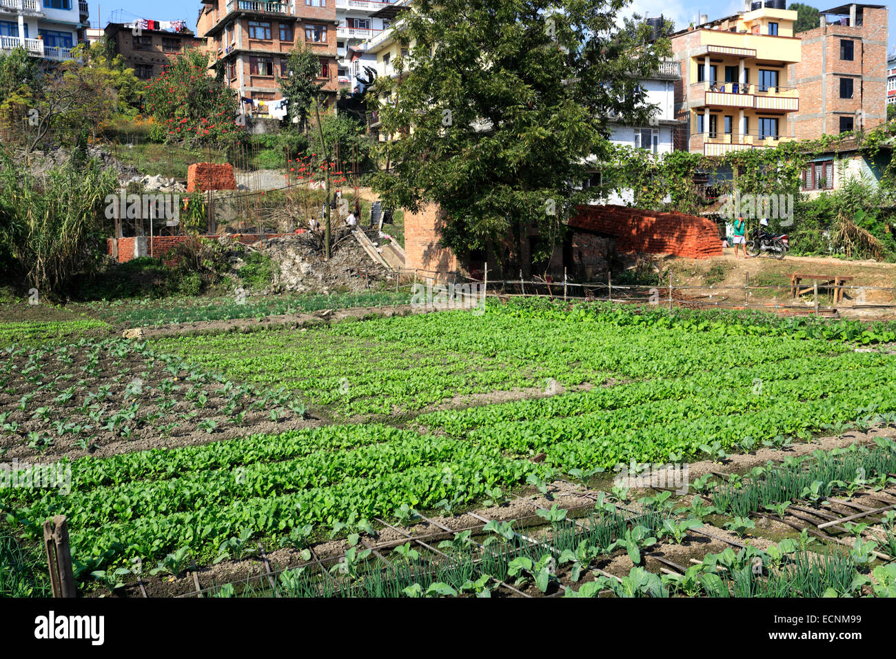 Landwirtschaftliche Kulturen im Stadtteil Thamel, Kathmandu Stadt, Nepal, Asien. Stockfoto