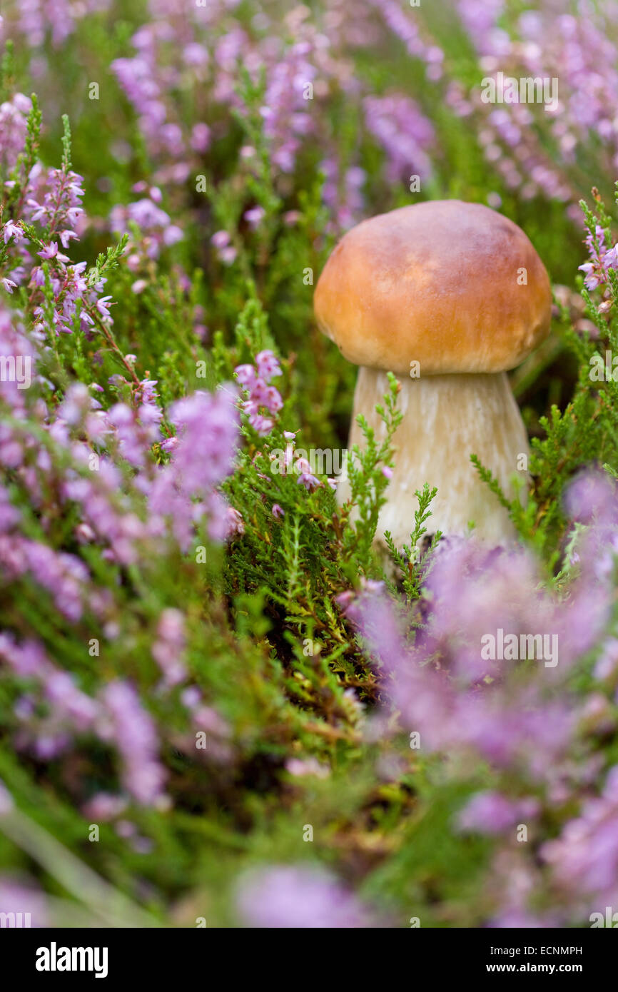 Kleine Steinpilze auf dem Hintergrund der violette Heidekraut im Wald Stockfoto