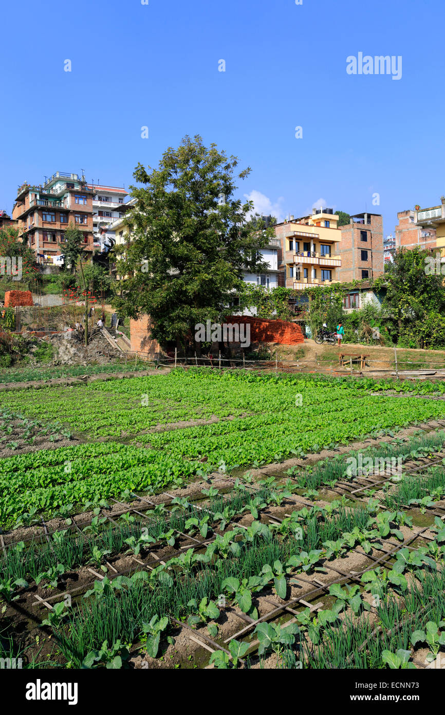 Landwirtschaftliche Kulturen im Stadtteil Thamel, Kathmandu Stadt, Nepal, Asien. Stockfoto