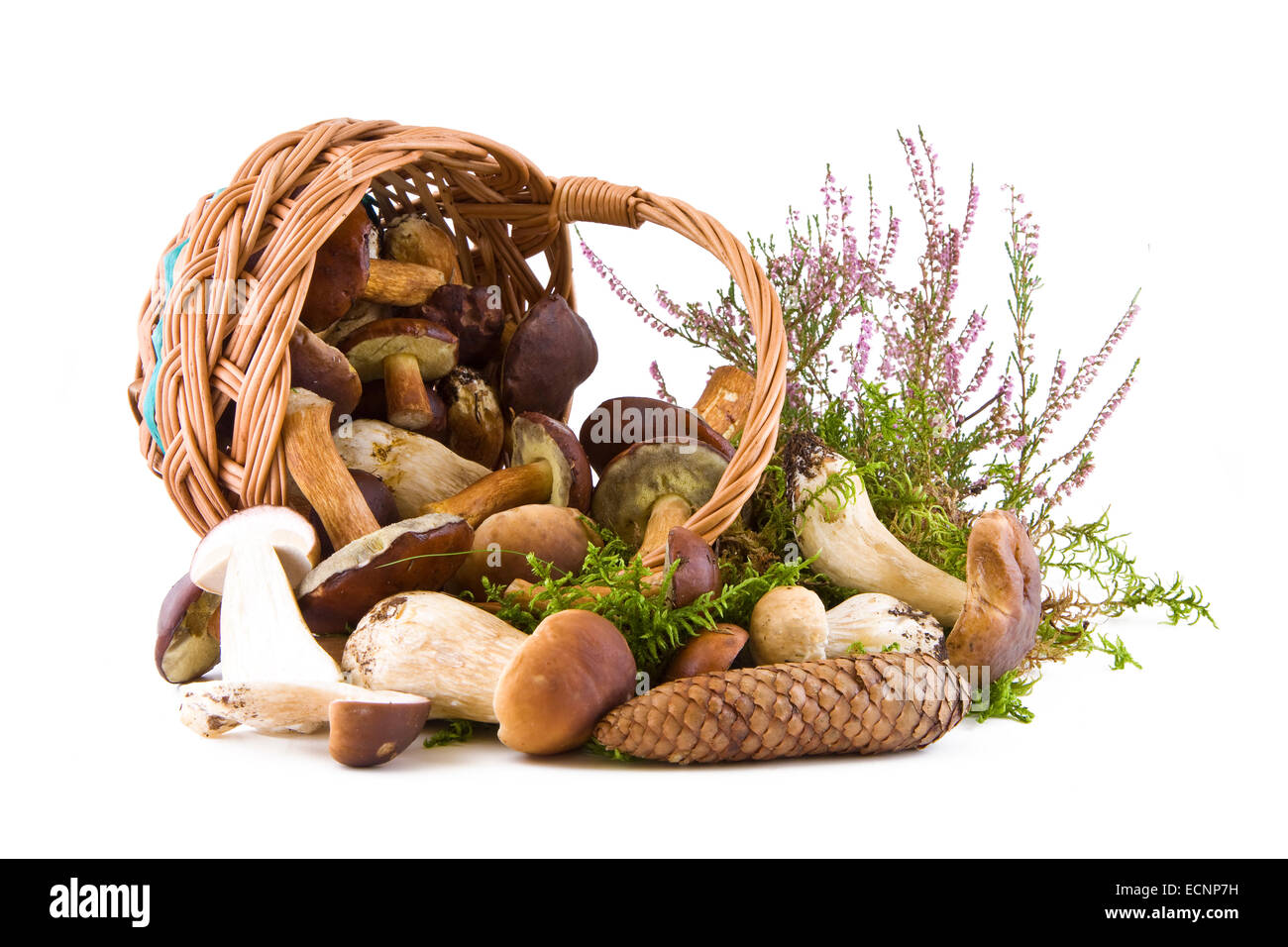 Steinpilze Pilze in einem Weidenkorb auf grünem Moos isoliert auf weiss Stockfoto