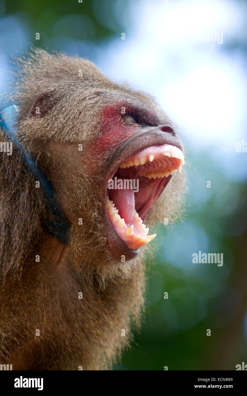 Stumpf-tailed Macaque in der Nähe von Da Lat, Vietnam. Stockfoto