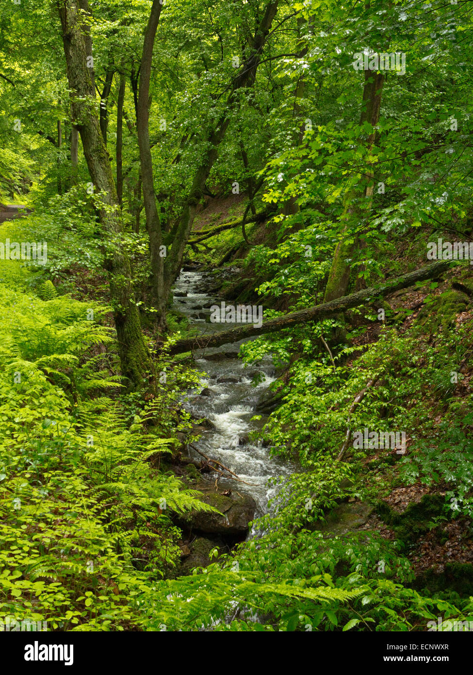 Bach im Wald von Morgenbach Tal südlich von Trechtingshausen, entlang