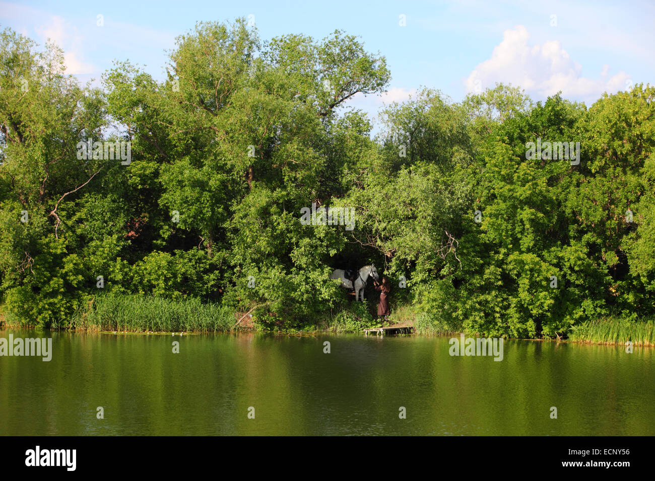 Sommerlandschaft: Mädchen vom Lande mit einem weißen Pferd am Ufer Flusses Stockfoto