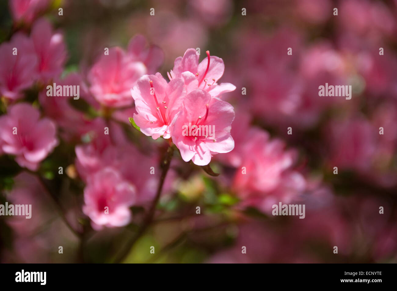 Kleine rosa Blüte Blumen fotografiert im Trebah Gärten in Cornwall, Großbritannien Stockfoto