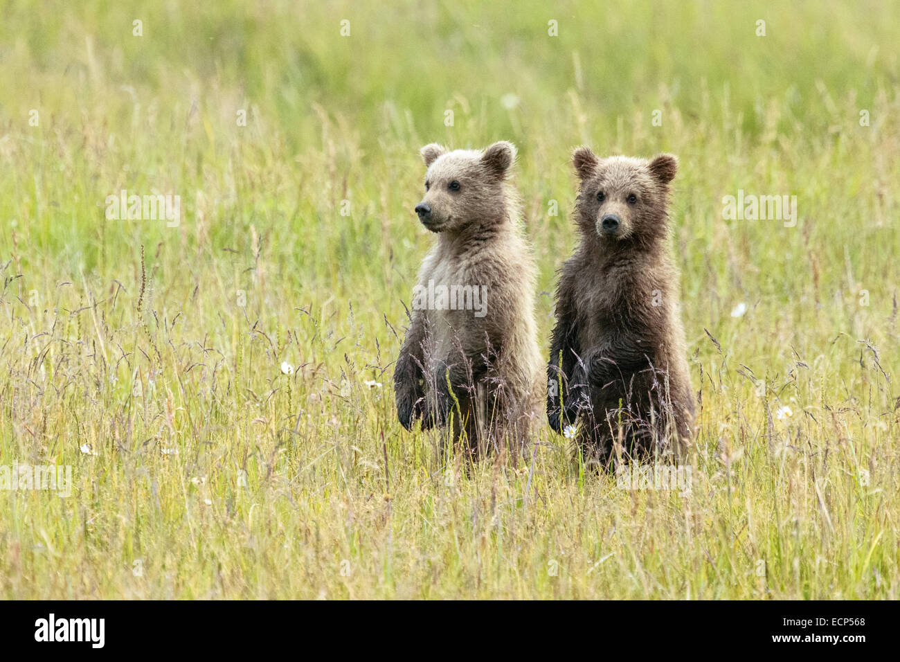 Zwei Alaskan Brown Frühling Bärenjungen auf ihre Hinterbeine stehen und blicken auf den hohen Gräsern im Lake Clark National Park. Stockfoto