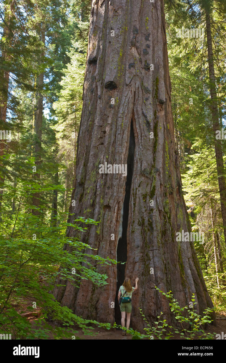 Wanderer neben gigantischen Sequoia Redwood-Baum, Calaveras große Bäume State Park, Westseite der Sierra Nevada, in der Nähe von Arnold Kalifornien USA Stockfoto