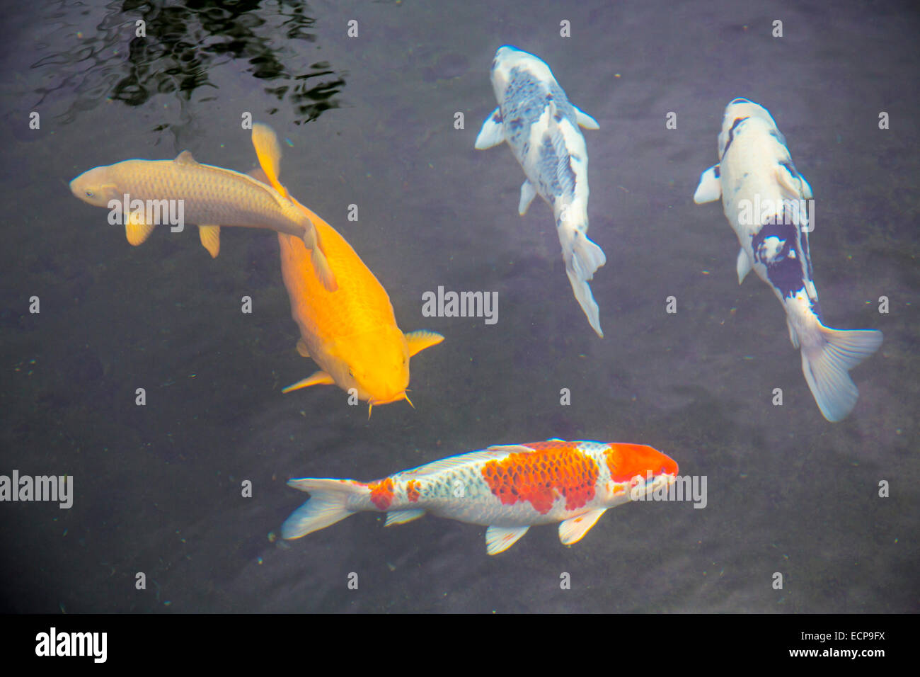 Koi Karpfen Stockfotos und bilder Kaufen Alamy