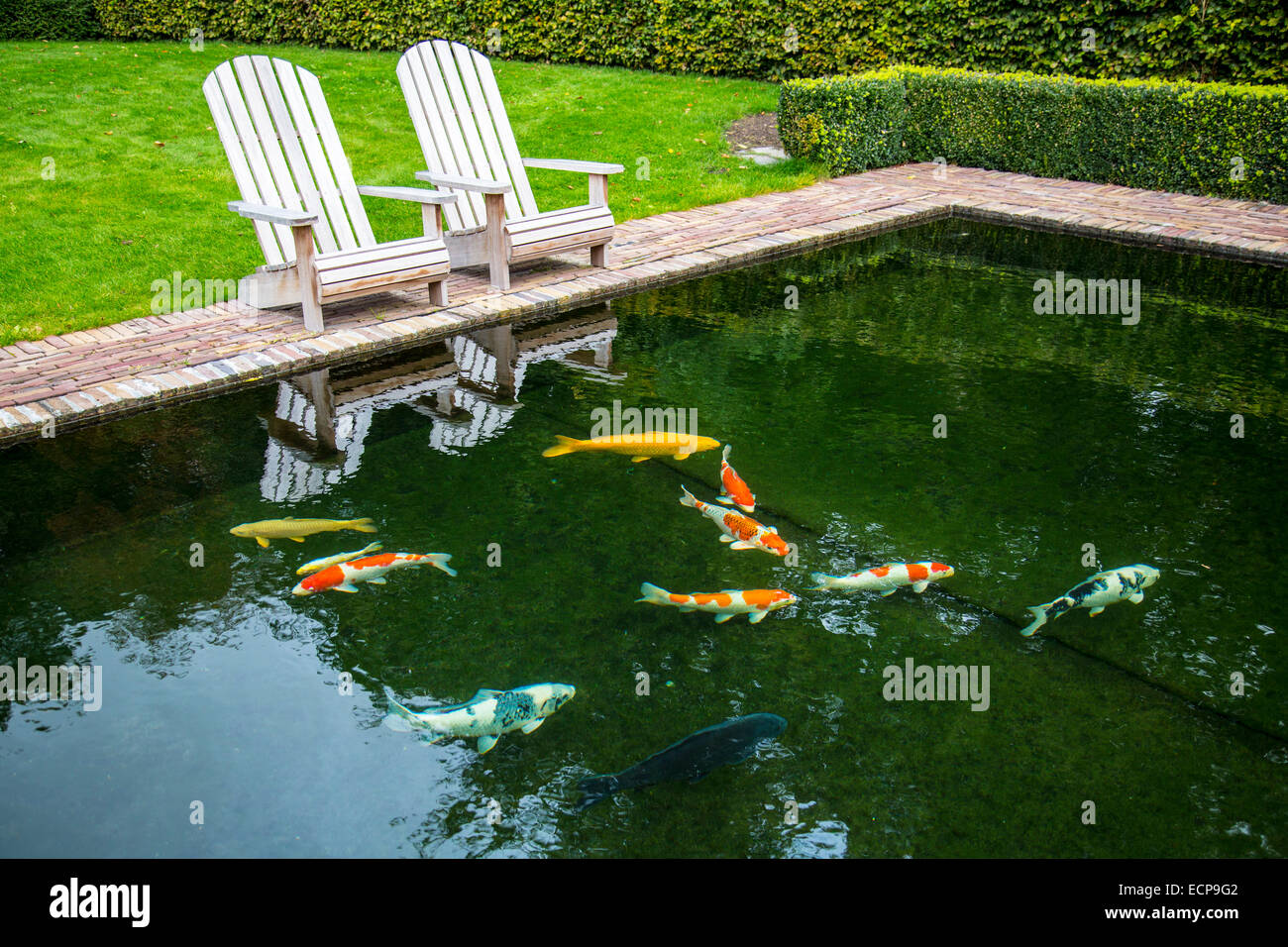 Koi karpfen im aquarium Fotos und Bildmaterial in hoher Auflösung Alamy