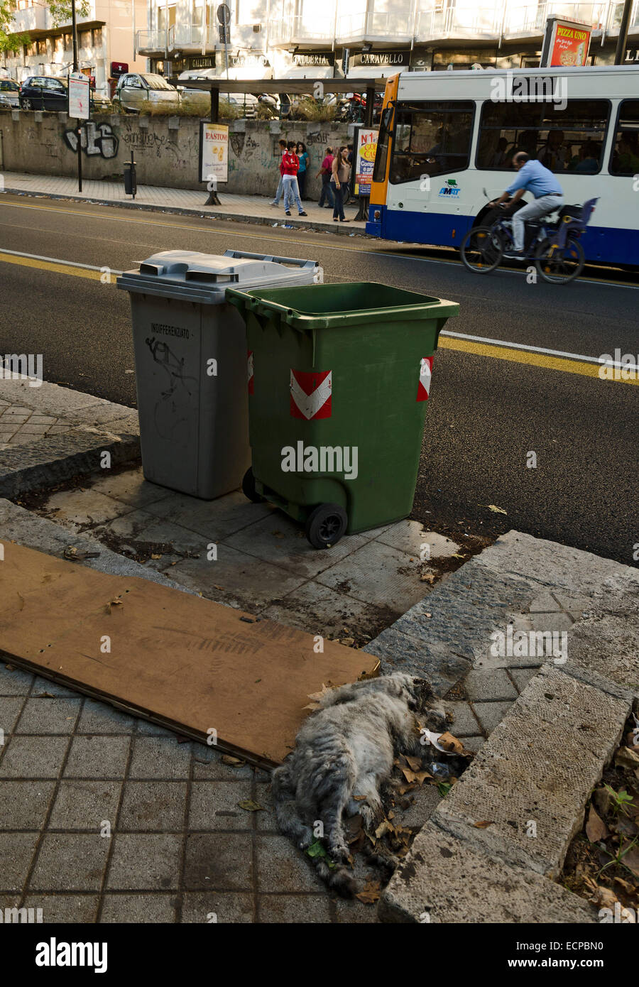 PALERMO, Sizilien, Italien - 3. Oktober 2012: Die Leiche einer Katze auf einem zentrierten Straße stinkt in eine der schmutzigsten Städte in Europa Stockfoto