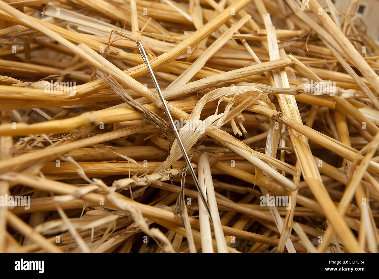 Nadel im Heuhaufen. Stockfoto