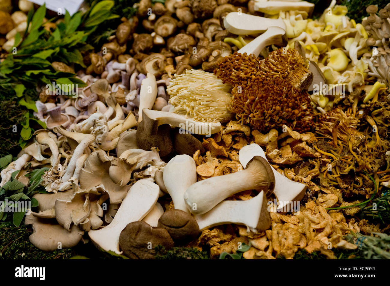 Pilze und Pilze bei Trader im Borough Market, London. Stockfoto
