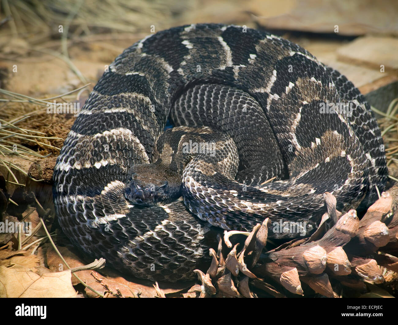 Holz-Klapperschlange, Crotalus Horridus Horridus Stockfoto