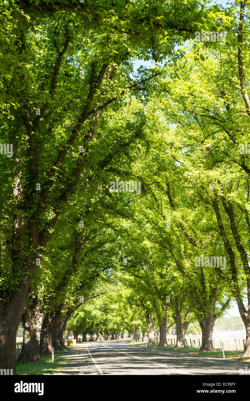 Allee der Ulmen, Bacchus Marsh, Victoria, Australien Stockfoto