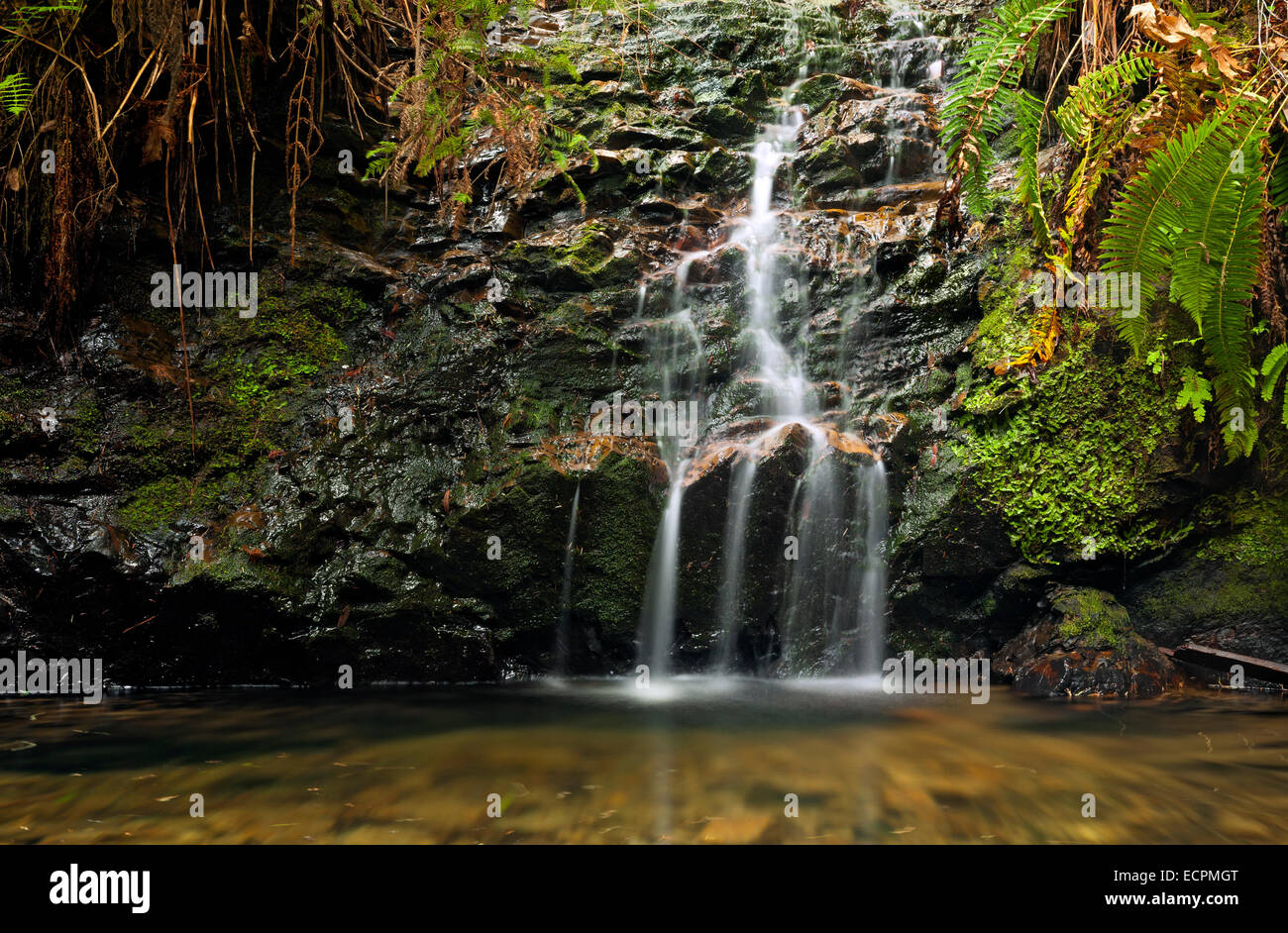 Portola Redwoods State Park, Kalifornien USA Stockfoto