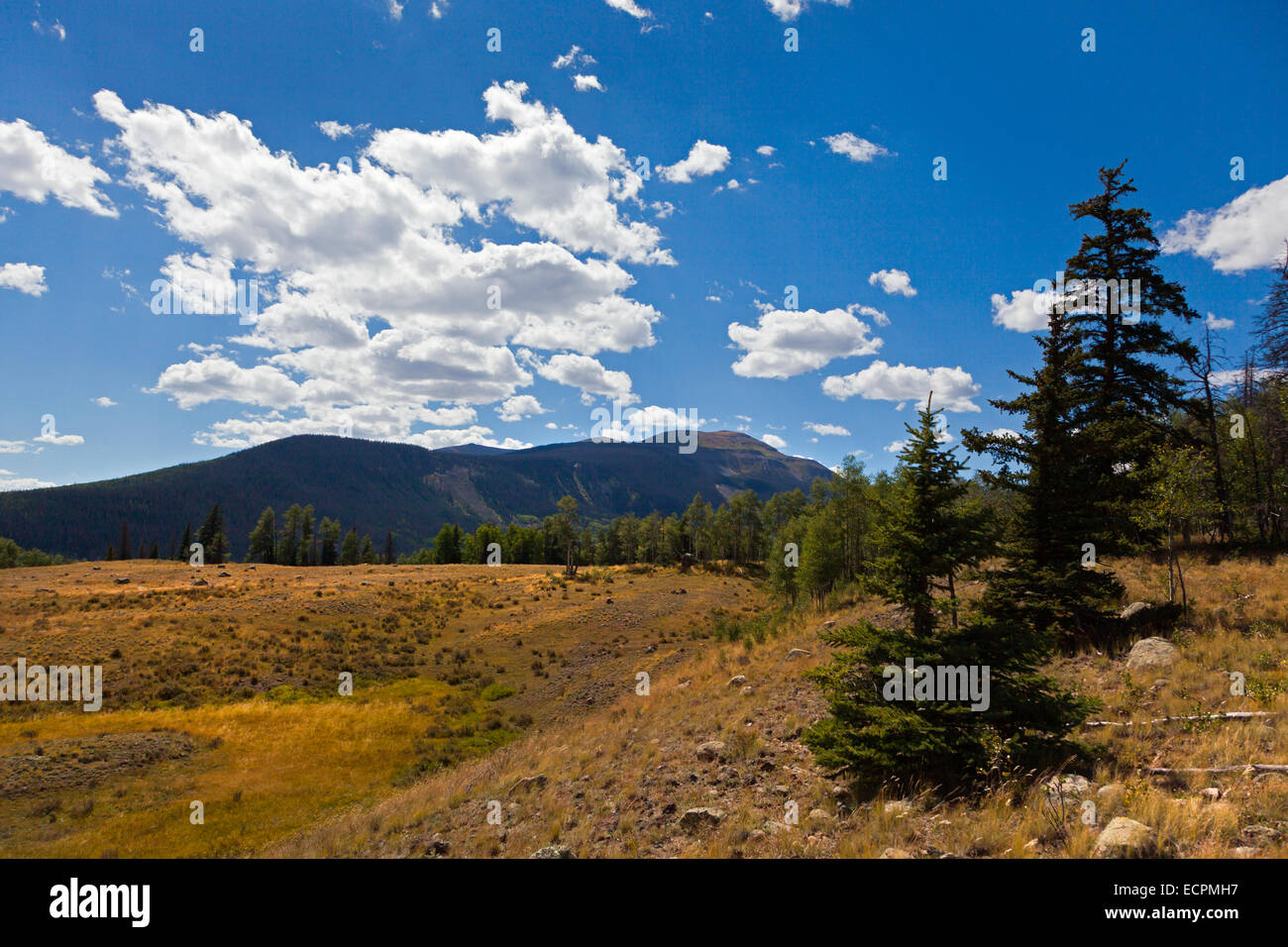 FICHTEN und Mountain scenic - südlichen COLORADO Stockfoto