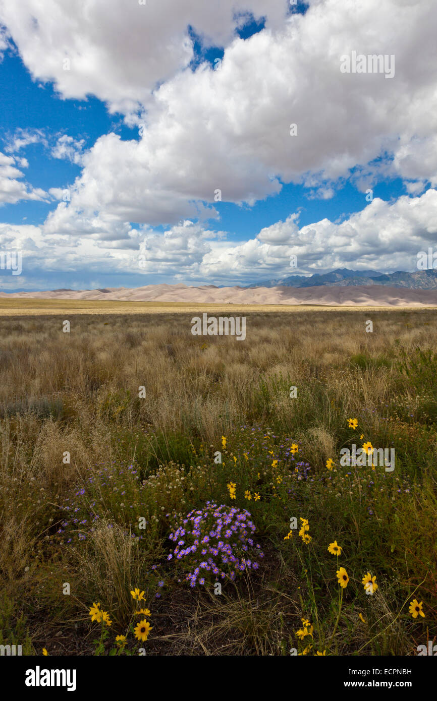 Lila Astern und schwarzen Augen Susans in voller Blüte - GREAT SAND DUNES NATIONAL PARK, COLORADO Stockfoto