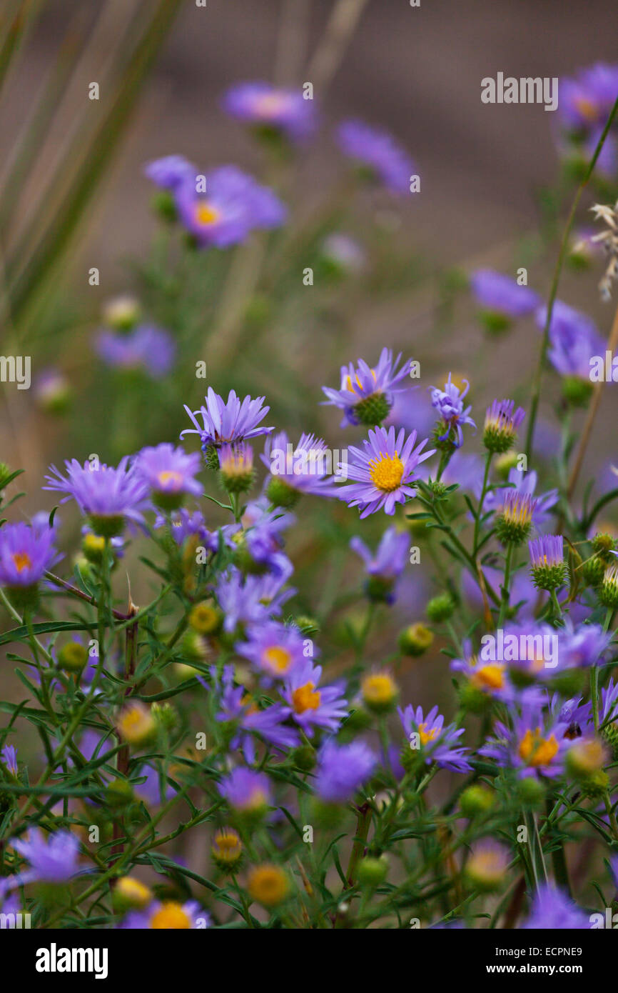 Lila Astern (Symphyotichum Puniceum) in voller Blüte an der GREAT SAND DUNES NATIONAL PARK - COLORADO Stockfoto