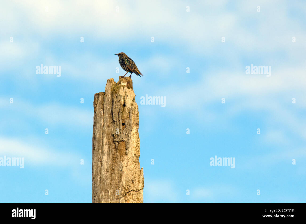 Eine europäische Starling thront auf einem faulen Baum in einem Sumpf in der Nähe von Seymour, Indiana, USA. Stockfoto