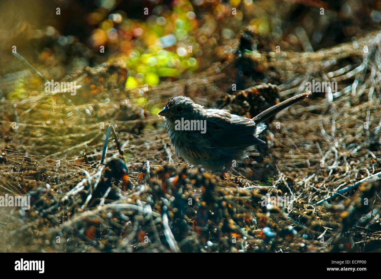 Ein Spatz zerzaust bis auf den Boden mit der konzentrieren bunte Lichtkreise rund um den Vogel. Stockfoto