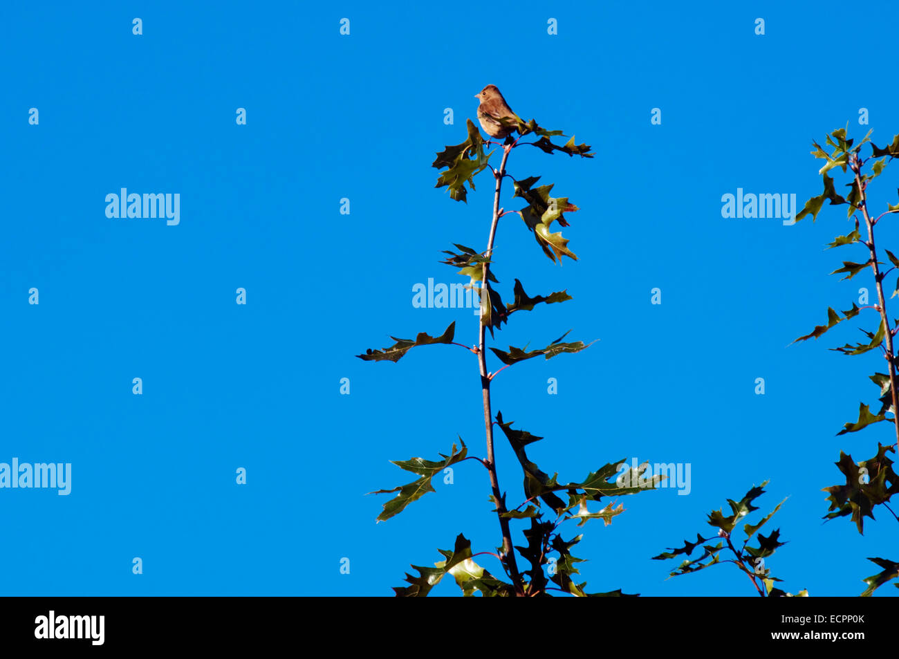 Ein kleiner Vogel sitzt hoch oben auf einem kleinen Eiche Top im südlichen Indiana, USA. Stockfoto