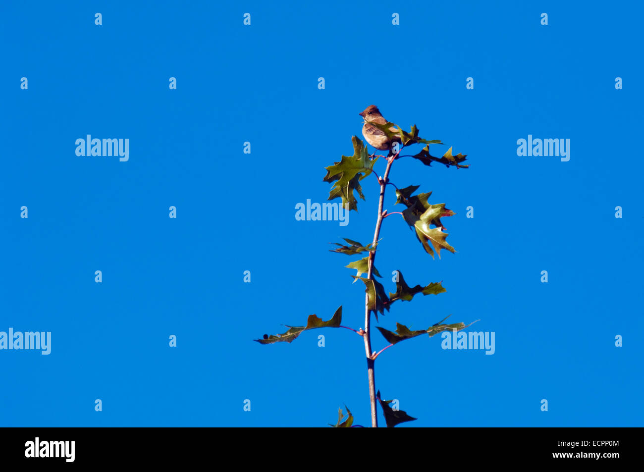 Ein kleiner Vogel sitzt hoch oben auf einem kleinen Eiche Top im südlichen Indiana, USA. Stockfoto