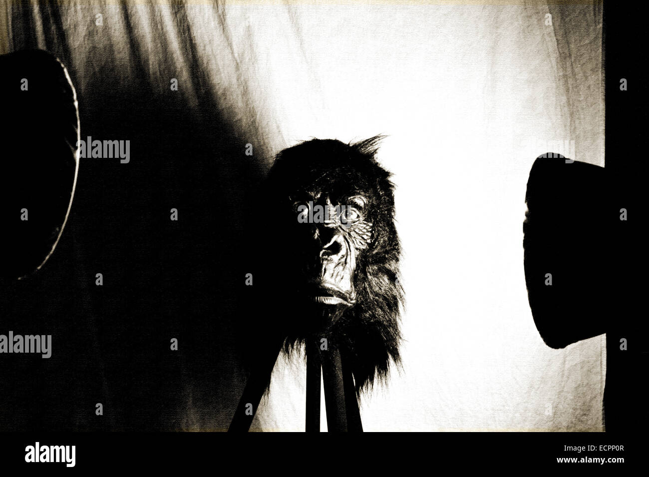 Primatenforschung, Making-of, Requisiten Im Fotostudio, Hamburg, Deutschland. Stockfoto