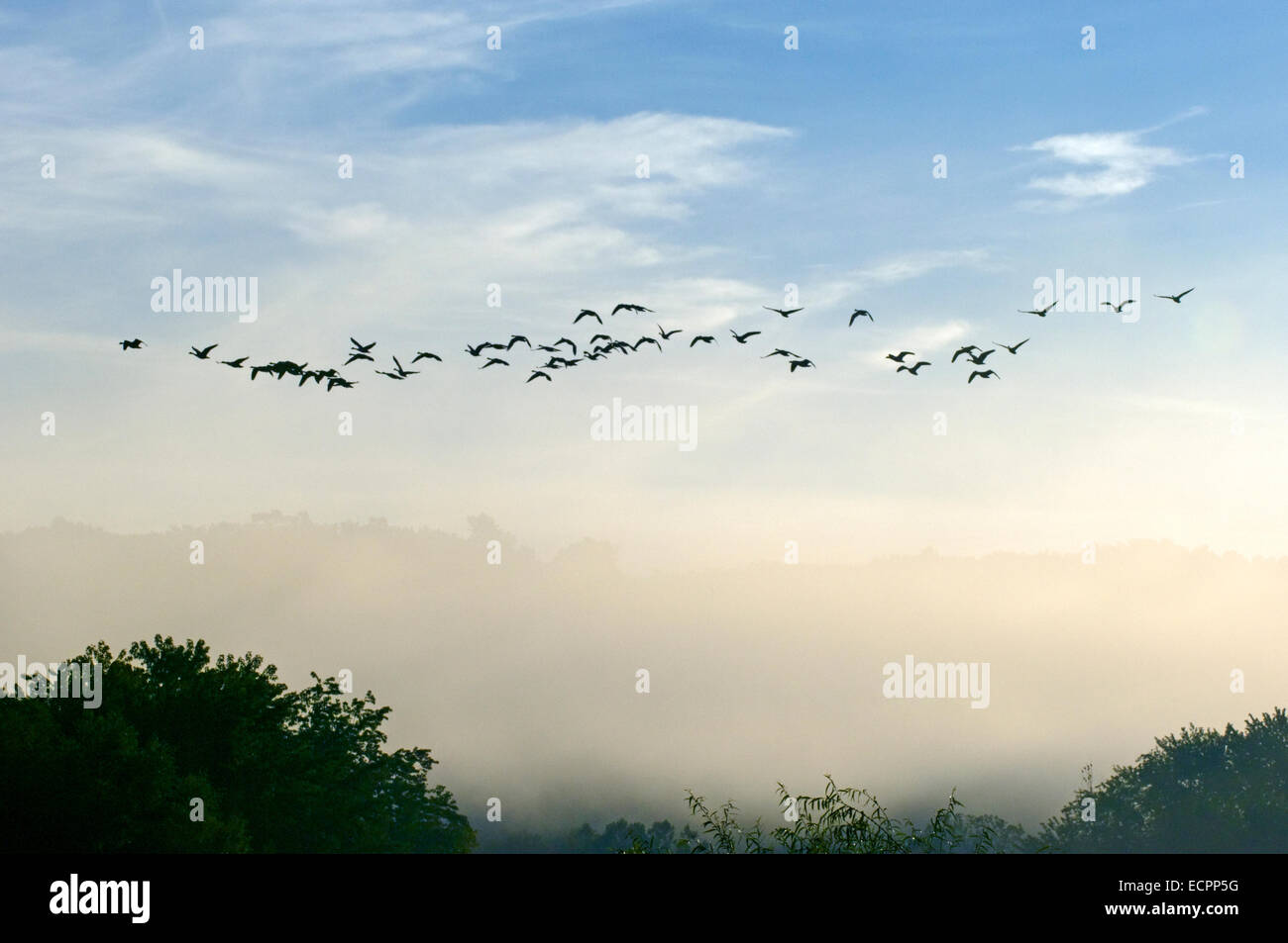 Eine Gruppe von Branta Gänse fliegen in der Nähe von Lake Monroe, Indiana, USA. Stockfoto