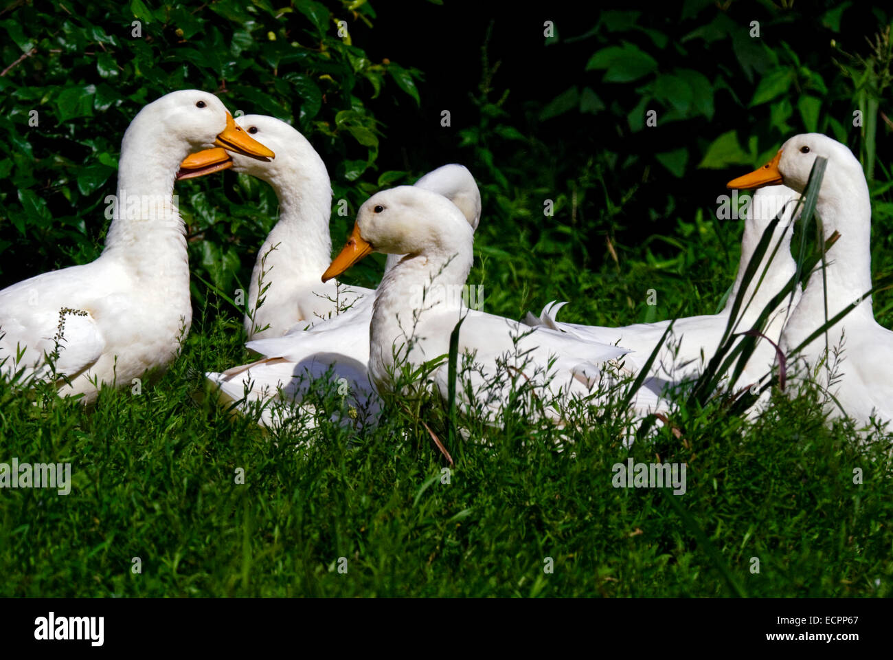 Eine Gruppe von Peking Enten einige Gras in der Nähe von einem Teich neben dem Lake Monroe, Indiana, USA. Stockfoto